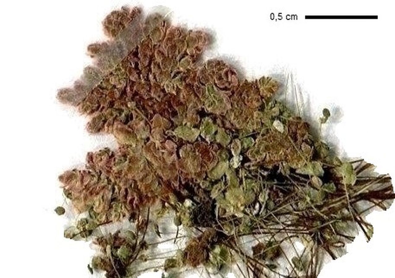 Azolla filiculoides (Salviniaceae)